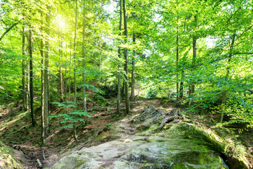 Obraz premium Green forest