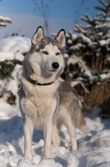 Siberian husky winter portrait