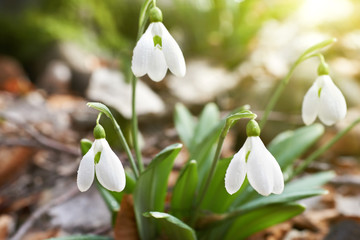 Fototapeta premium Snowdrops first spring flowers