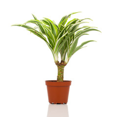 Dracaena in a pot on a white background