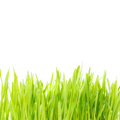 Fototapeta premium Green grass texture