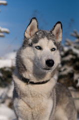 Siberian husky winter portrait