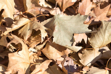autumn leaves on the ground