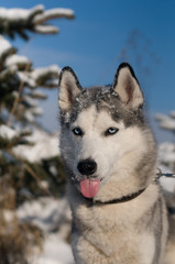 Siberian husky winter portrait