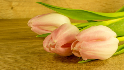 Rosa Tulpenblüten mit Holzhintergrund