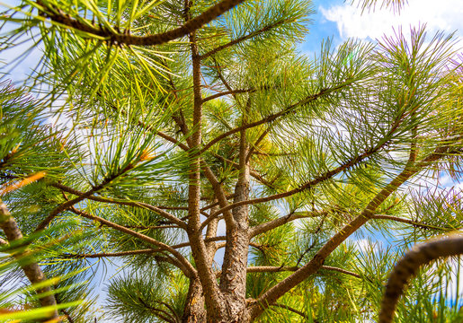 Closeup pine tree branch