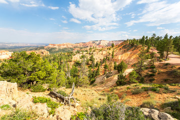 Fototapeta na wymiar Canyon with pine trees