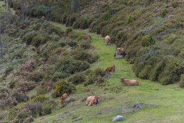 Vacas en montañas de Asturias, España.