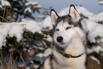 Siberian husky winter portrait