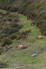 Vacas en montañas de Asturias, España.