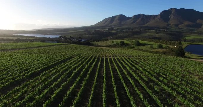 aerial view over vineyard with dramatic light