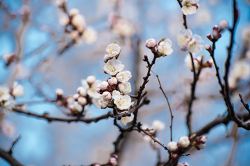 Apricot spring tree flower, seasonal floral nature background