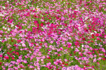 Obraz premium Cosmos