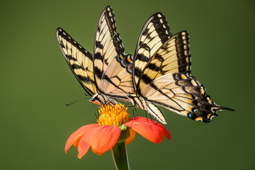 Two Swallowtail Butterfiles