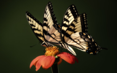 Two Swallowtail Butterfiles