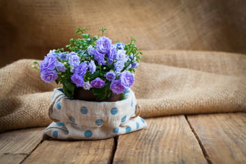 blue Campanula terry plant on wooden background