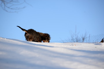 dancing on snow, cute dachshund in the winter sun playing in the snow
