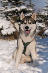 Fototapeta na wymiar Siberian husky winter portrait