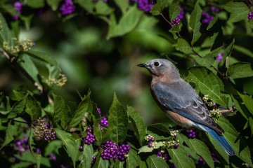 Bluebirds