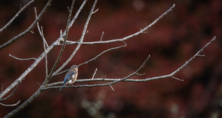 Bluebirds