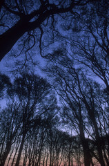 Winter woodland Silhouette Devon