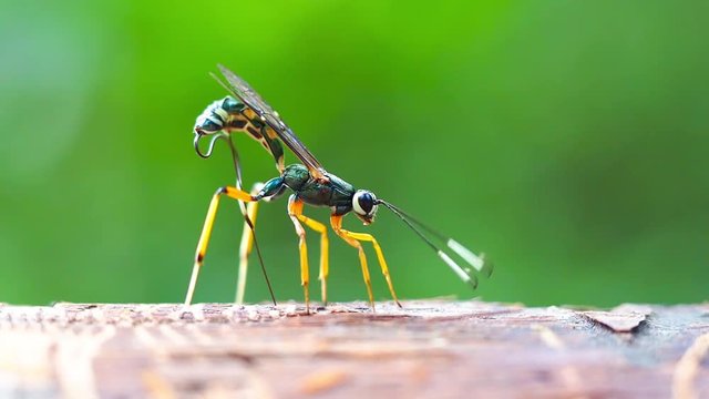macro shot on parasitic wasp insect in laying eggs activity