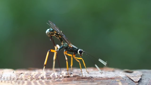 macro shot on parasitic wasp insect in laying eggs activity