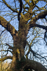 Fototapeta na wymiar An old Ash tree trunk full of bacterial canker