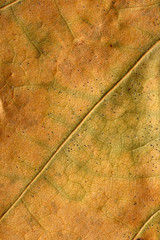 Macro texture of dry leaf plants for the background.