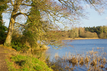 Ash tree with branches on a bright Day in January overhanging a small lake used by local anglers for Trout and Pike fishing