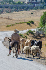 Old Moroccan sheperd riding on small donkey and leading sheeps and cows on narrow tar road, Morocco, North Africa