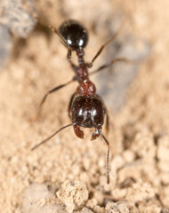 ant in nature. macro