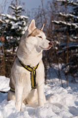 Siberian husky winter portrait