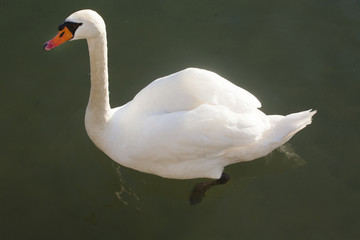 Closeup side view portrait of a mute swan cygnus olor