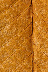 Macro texture of dry leaf plants for the background.