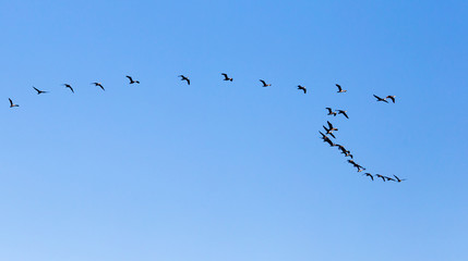 a flock of birds flying south in the blue sky