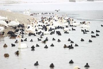 Flock of water birds on lake coast
