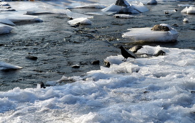 Eisschollen in der Dreisam