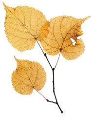 Set of dried leaves of different color for a herbarium. Isolated