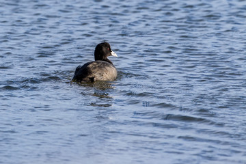 The Eurasian coot (Fulica atra)