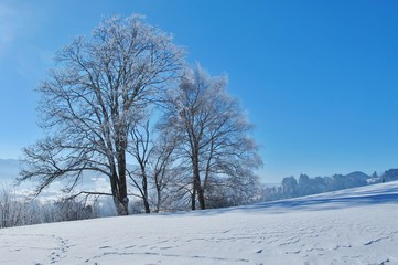 Winterpracht