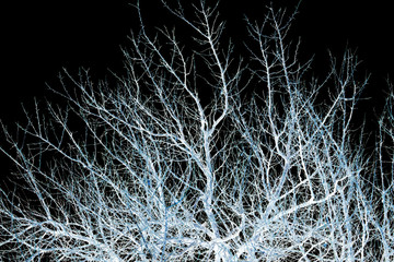 bare branches of a tree on a black background