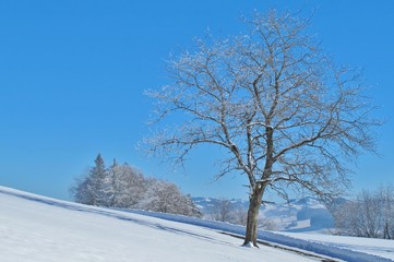 Baum in der Wintersonne