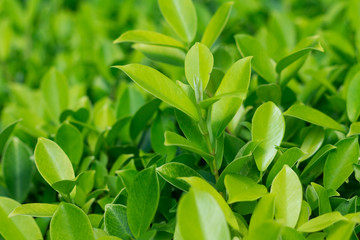 background of leaves green bush