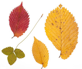 Set of dried leaves of different color for a herbarium. Isolated