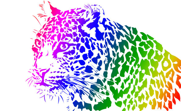 Leopard, Big Cat Illustration from India on White Background