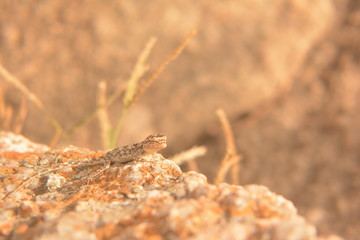 A lizard camouflage