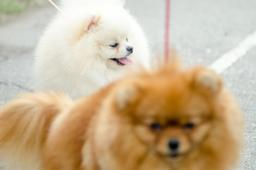 Pomeranian for a walk in summer.