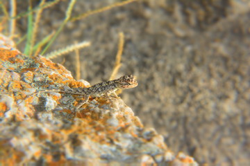 A lizard camouflage
