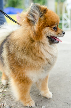 Pomeranian for a walk in summer.